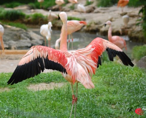 Birdwatching fotografare in natura