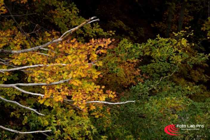 Parco Regionale Corno alle Scale – Emilia Romagna Parco regionale del Corno alle Scale