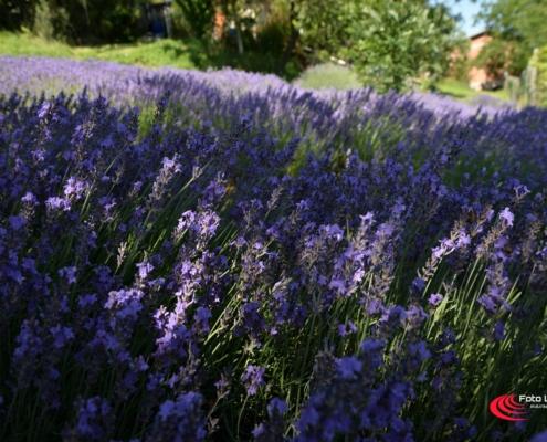 Campo Lavanda loc. Baiso