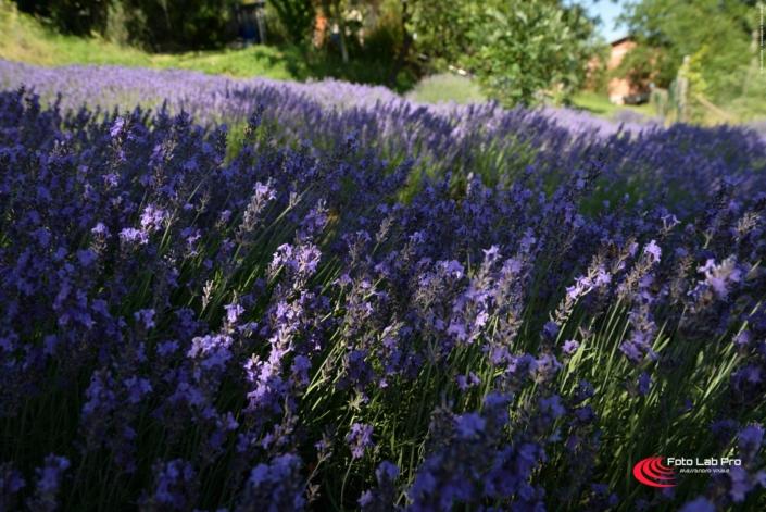 Effetti luce e ombre Campo Lavanda loc. Baiso