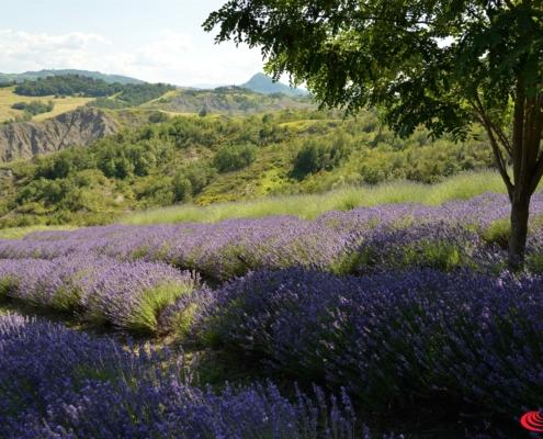 Le Erbe dei Calanchi