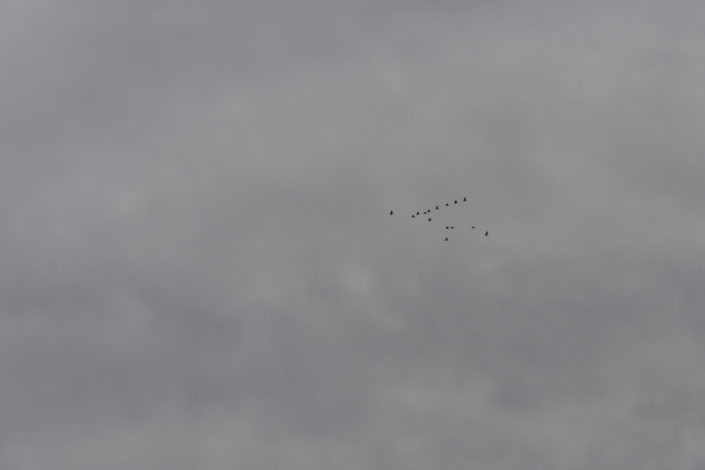 Uccelli in migrazione Uccelli in migrazione