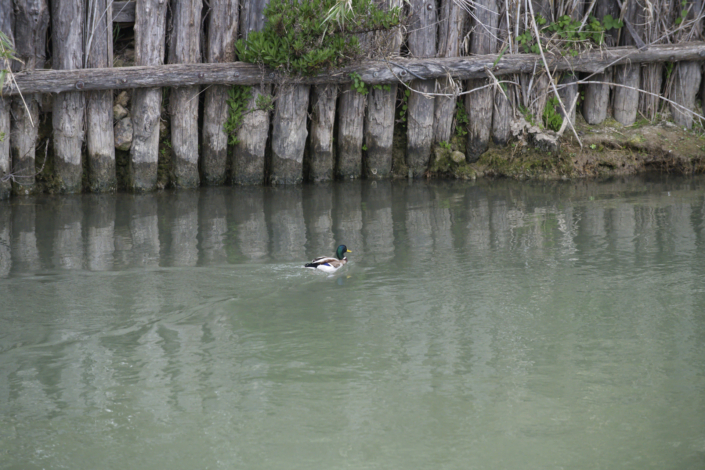 Germano Reale – maschio Germano Reale - maschio