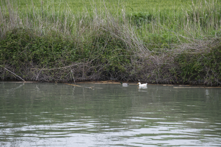Germano e “Papera” Germano e "Papera"