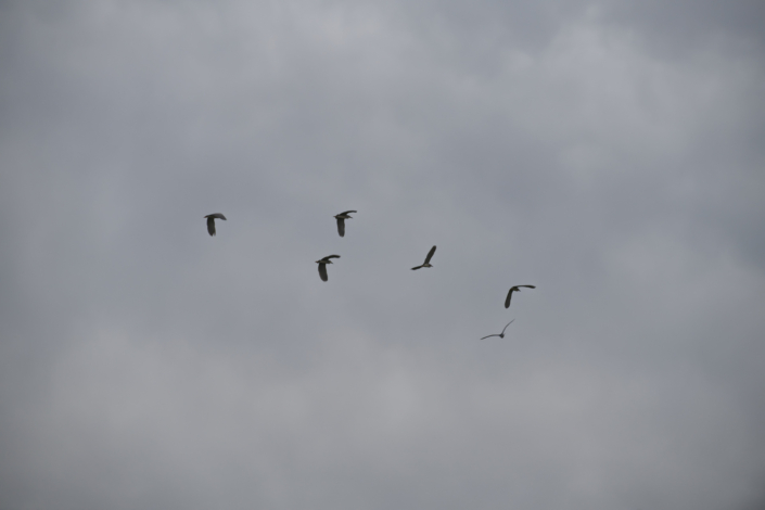 Stormo di Aironi Stormo di Aironi