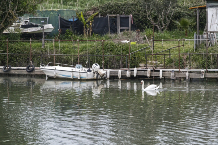 Cigno nel Tevere Cigno nel Tevere