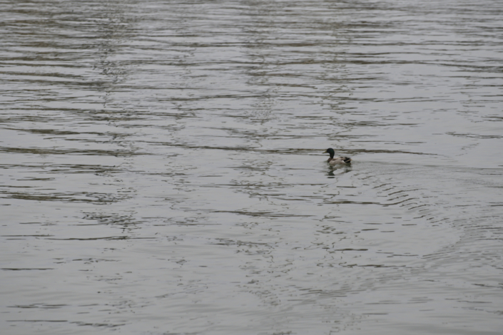 Germano Reale – maschio Germano Reale - maschio