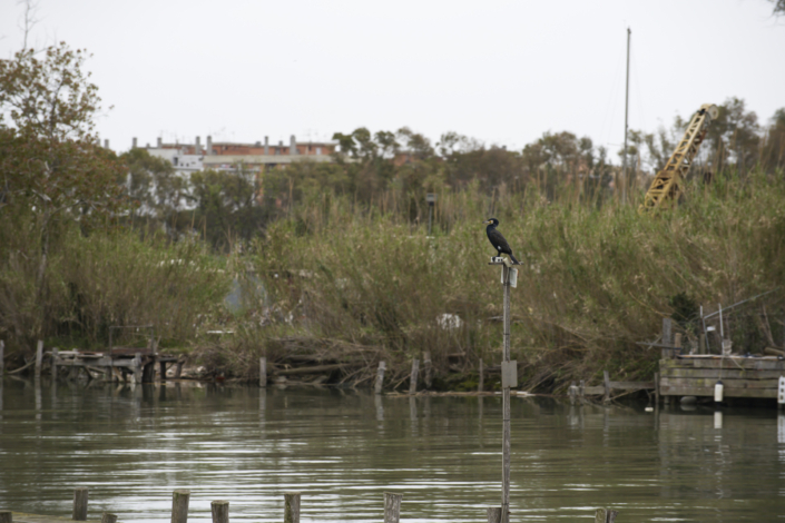 Il guardiano – Cormorano Il guardiano - Cormorano