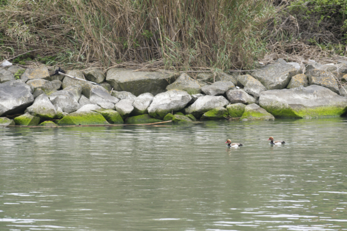 Fistione turco Fistione turco