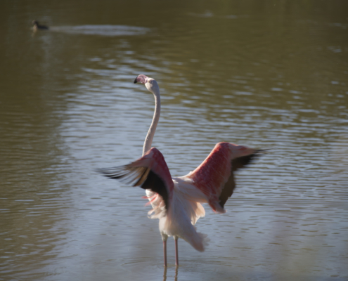 Fotografia Naturalistica: Fenicottero rosa che si muove nelle acque dell'Oasi Lipu di Ostia