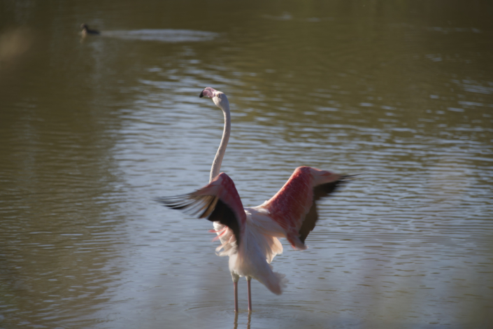 Fenicottero rosa che si muove nelle acque dell’Oasi Lipu di Ostia Fotografia Naturalistica: Fenicottero rosa che si muove nelle acque dell'Oasi Lipu di Ostia