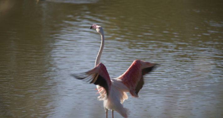 Fotografia Naturalistica: Fenicottero rosa che si muove nelle acque dell'Oasi Lipu di Ostia