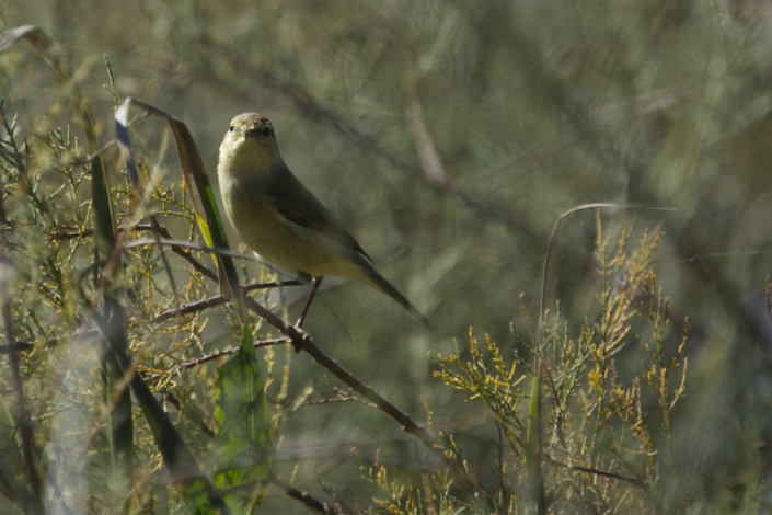 Luì Phylloscopus Collybita mi osserva a CHM di Ostia Luì Phylloscopus Collybita mi osserva a Ostia